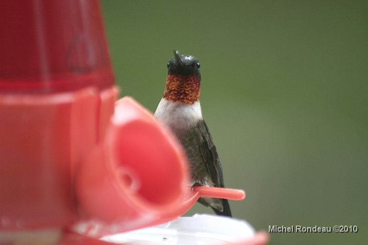 img_2288C.jpg - Regardes-moi et habitues-toi | Look at me and get used to me
