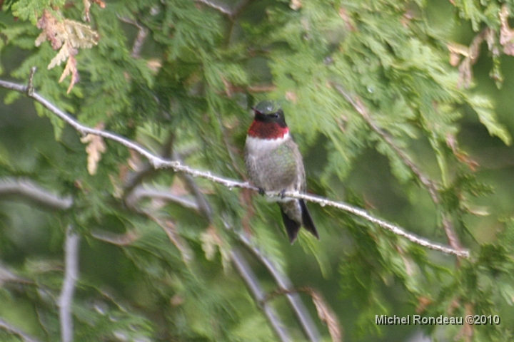 img_2444C.jpg - Puis est parti faire de la branche | Then went off at the branch