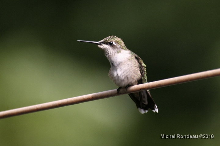 img_2970C.jpg - Regardez-moi son bedon rond | Look at it's round belly