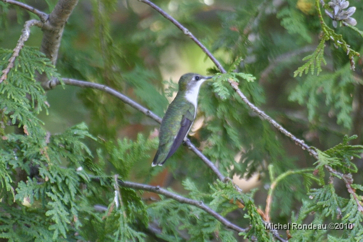 img_3492C.jpg - OK! il est parti dans le cèdre | OK! He's gone in the cedar tree