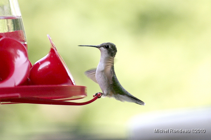 img_3502C.jpg - Il est revenu dans l'abreuvoir de droite | He came back in the right most feeder