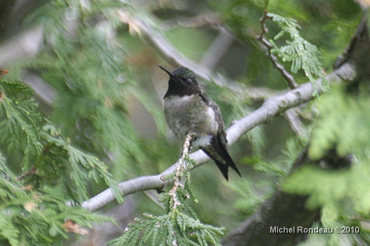 img_3674C.jpg - Série de photos test, colibri dans l'arbre Test series, Hummer in the tree  