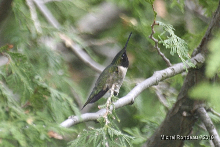 img_3688D.jpg - Mon colibri pointeur | My Pointer Hummer