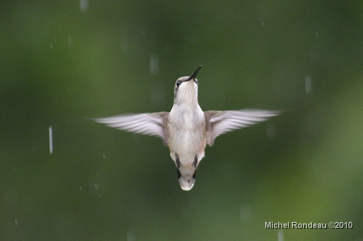 img_4211C.jpg - Pendant la pluie (14h33) Raining hard