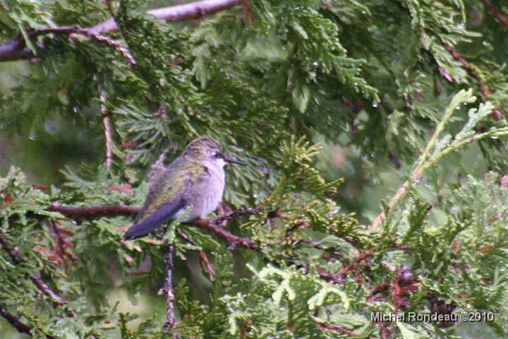 img_4695C.jpg - De retour dans l'arbre | Back in the tree