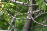 img_1897C