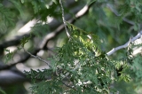 img_3498C