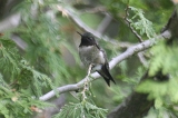img_3674C