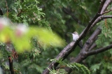 img_4623C