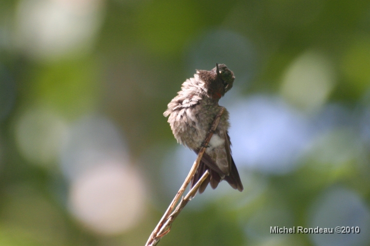img_8698C.jpg - Que fait-il? | What is it doing?