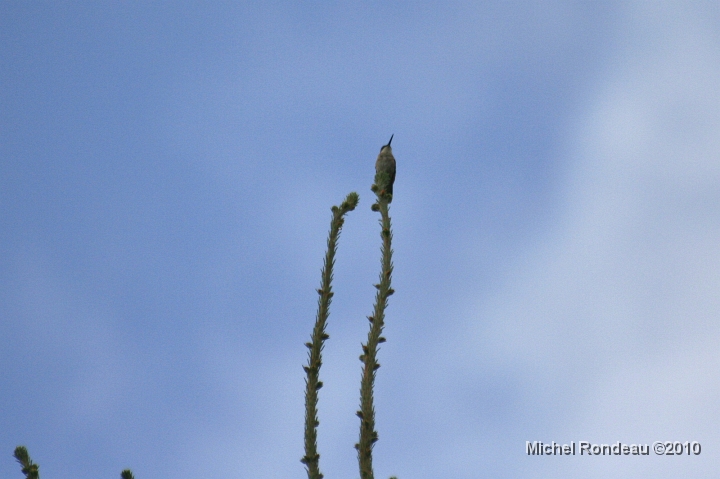 img_9911C.jpg - Il est tout en haut | He's right up there