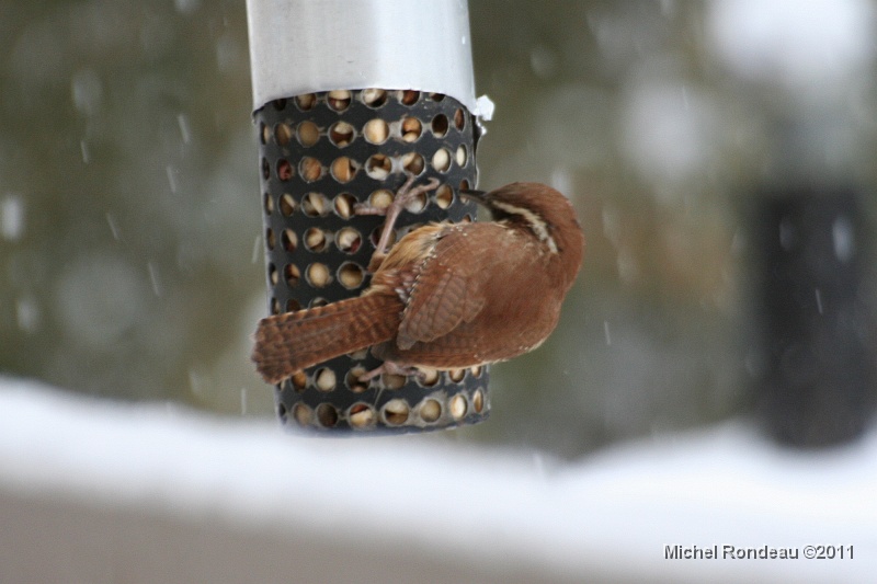 img_6239C.jpg - Pas fou, il a trouvé le silo à 'peanuts' | Clever the little bird, he found this feeder