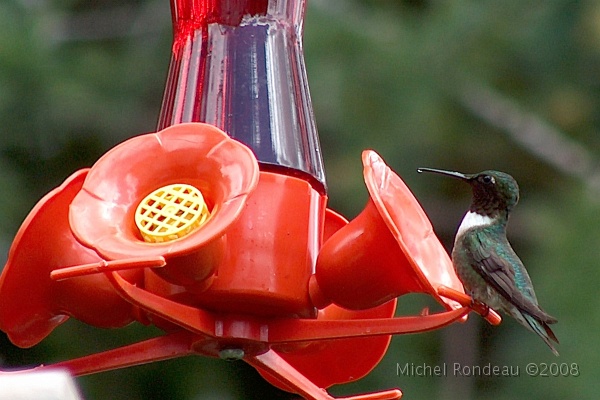 8683.jpg - Colibri mâle, au chalet (2005)