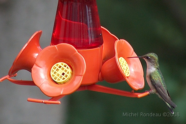 8841.jpg - Colibri femelle, au chalet