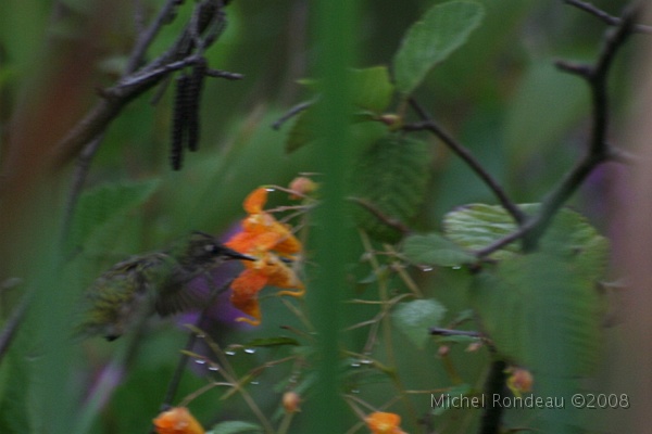 9051.jpg - Colibri au marais RDC (première photo du colibri dans la nature)