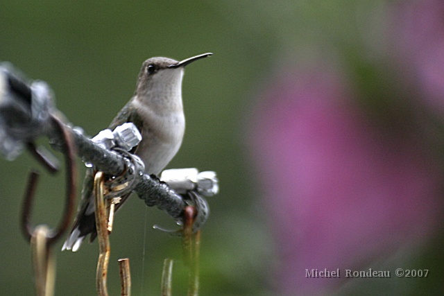 i5390C.jpg - 5-06-2007 Sur le support à mangeoires | Standing on the feeder holder