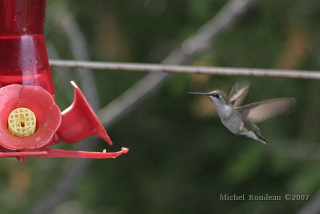 i7348C.jpg - Le 5, Mini (Colibri à gorge rubis femelle) est revenue The 5th, Mini ( Ruby-throated Hummingbird) visited again