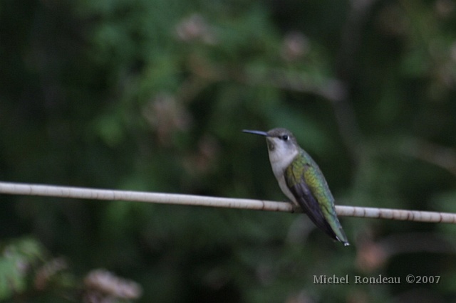 i7544C.jpg - 7/07/2007 Mini (Colibri) est venu faire de la corde à linge, mais pas longtemps... Mini (Hummingbird) is doing clothes line again, but not for long...