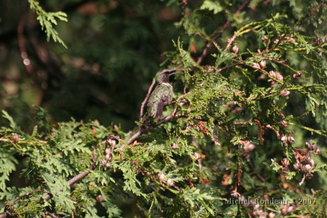 img_9712A.jpg - Pas évident à voir le Colibri... | Not easy to distinguish the Hummingbird...