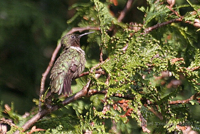 img_9712C.jpg - C'est le camouflage parfait dans le grand cèdre It's the perfect camouflage in the cedar tree