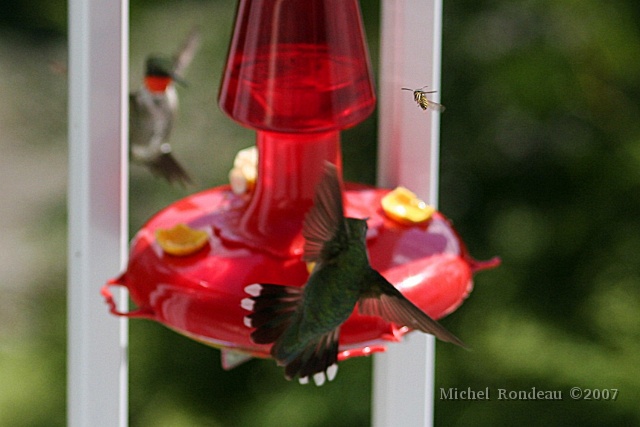 IMG_0205C.JPG - Trio: Colibri mâle, colibri femelle et abeille