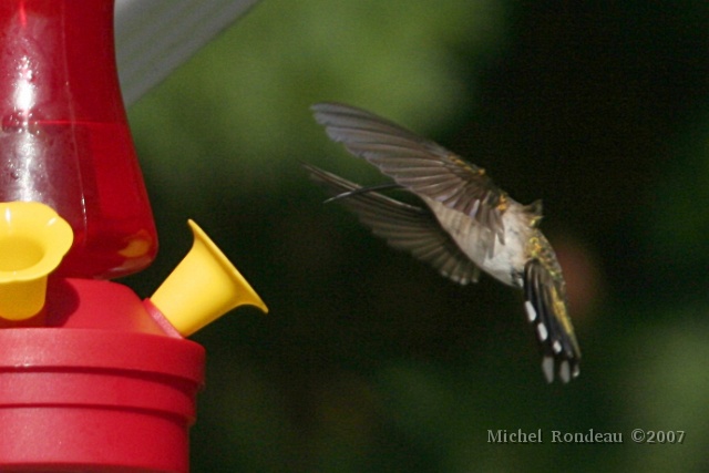 img_0325C.JPG - Adoration du dieu nectar