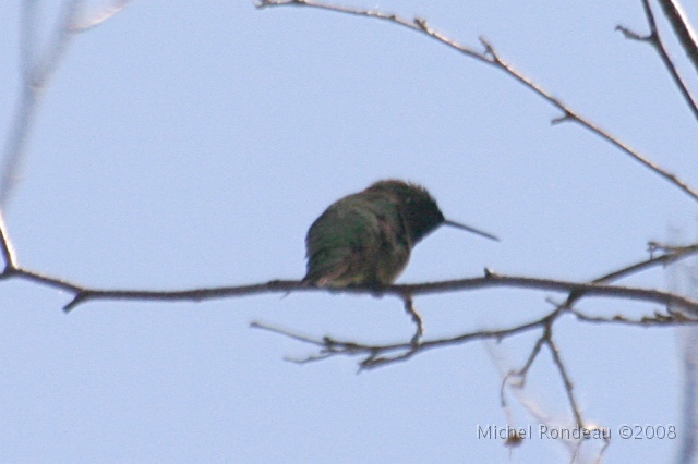img_5472C.jpg - Première photo du Colibri dans le bois | First picture of a Hummingbird in the woods Marais (Marsh R.D. Carbonneau, Sherbrooke, Qc)