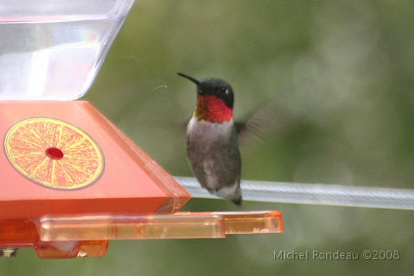 img_4742C.jpg - 10 mai 2008, premier colibri, c'est reparti :-) May 10th, first Hummingbird, here we go again :-)