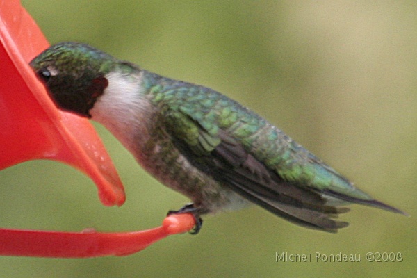 img_5745C.jpg - Wilson, mon colibri, y louche quand y boit | Wilson, my Hummer, goes cross-eyed when feeding