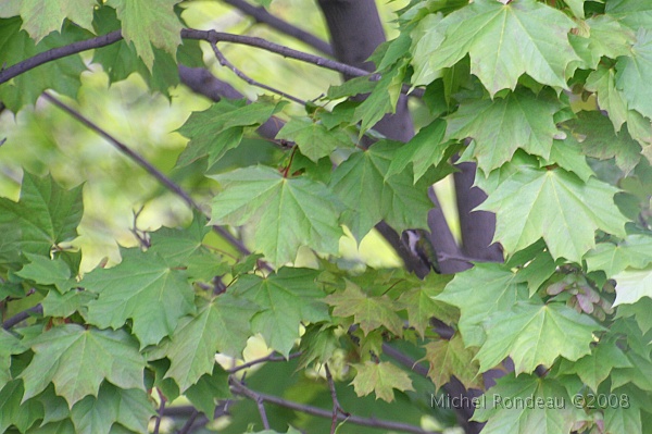 img_5789C.jpg - Où il est le petit colibri | Where is the little Hummingbird