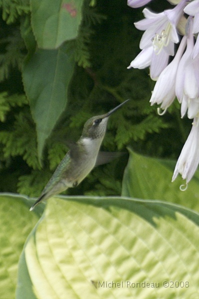 img_3577V.jpg - Approche du hosta