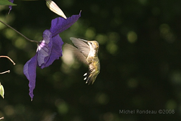 img_3721C.jpg - Je voulais avoir un photo du colibri qui se nourissait dans la clématite... c'est tout ce que j'ai eu...