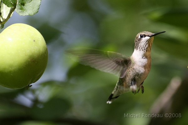 img_3889C.jpg - C'est un pommette, alors c'est pas gros un colibri...