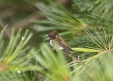 img_3125C