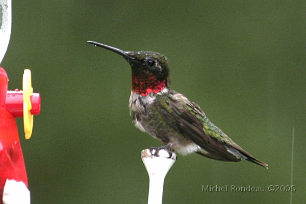 img_4007C.jpg - Enfin le petit mâle... | At last, the little male...