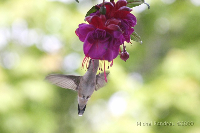 img_0069C.jpg - Dans le fuchsia | In the fuchsia