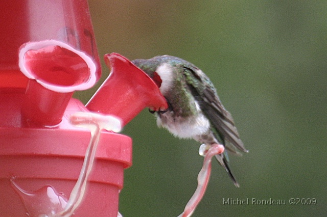 img_0543C.jpg - Faut en garder pour les autres | Keep some for the others