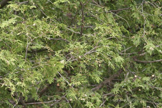 img_0549C.jpg - Combien de Colibris ici | How many Hummingbirds here