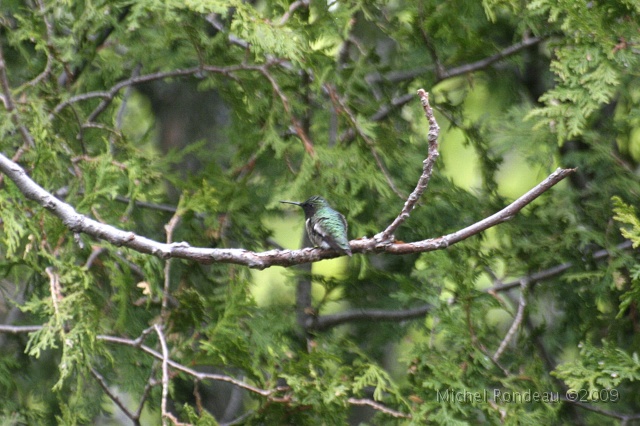 img_0551C.jpg - Beau camouflage | Well camouflaged