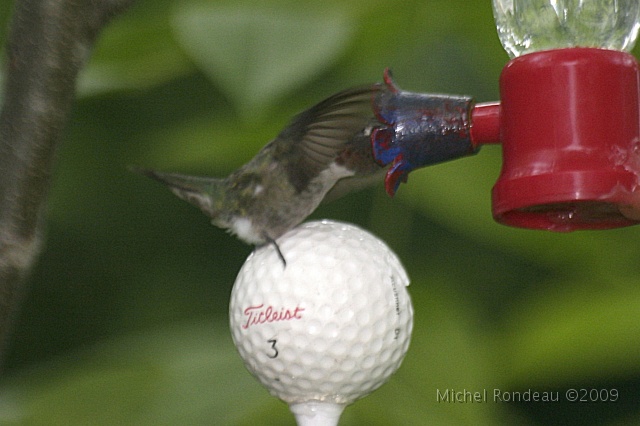 img_5503C.jpg - Projet balle de golf | Golf ball Project Je voulais tenter une nouvelle expérience cette année, colibri sur balle de golf...mais  a la première tentative le petit glissait sur la balle, il ne pouvait s'accrocher... Wanted to try a new experience, this year. A hummer on a golf ball... On the first try the ball was too slippery and the hummer could'nt hook on...  