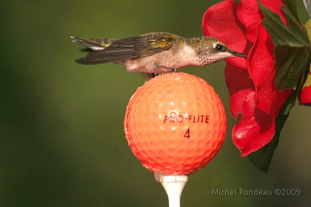 img_6493C.jpg - Finally finds the hole