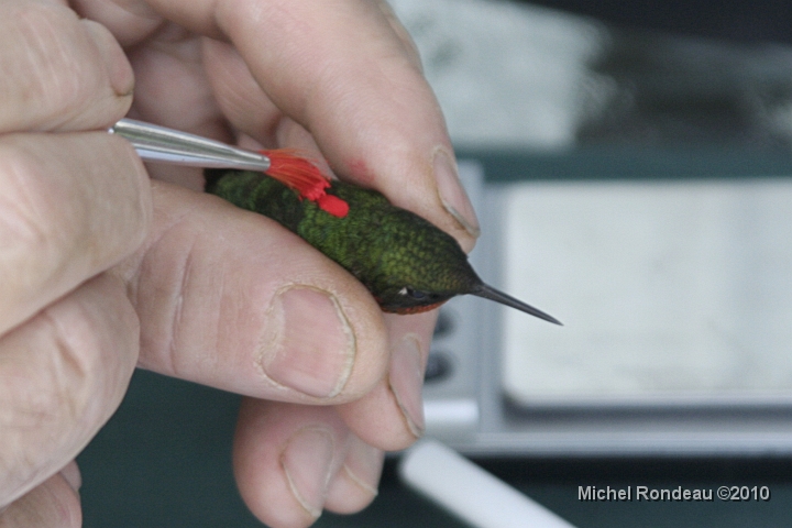 img_4212C.jpg - On le marque sur le dos | Marking on the back
