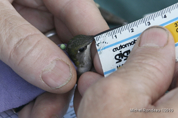 img_4256C.jpg - Mesure de la longueur du bec | Beak length measuring
