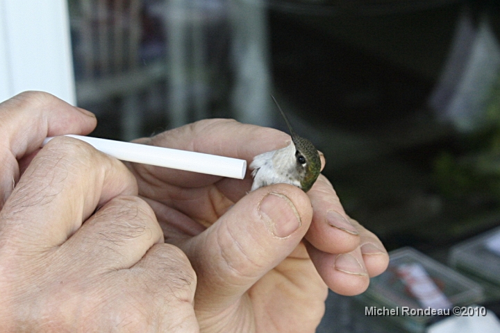 img_4266C.jpg - Évaluer la condition physique de l’oiseau Evaluation of the physical condition of the bird