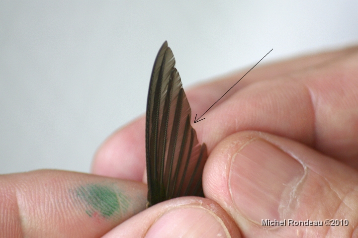 img_2521D.jpg - La cinquième plume primaire est différente des autres The fifth primary feather is of different shape