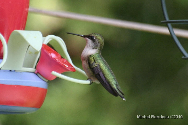 img_2079C.jpg - Mon colibri bionique | My bionic Hummer