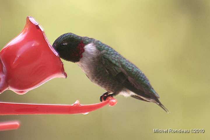 img_2474C.jpg - Reviens prendre un tasse | Comes back for another drink