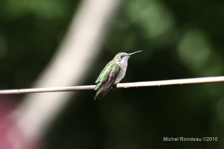 img_3678D.jpg - Ouf, il se perche | He decided to go on the clothes-line