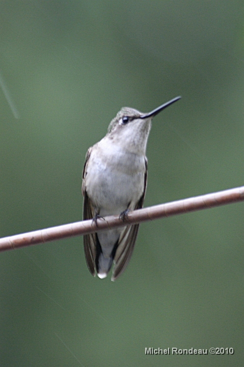 img_4449V.jpg - 7-06-2010 Ça fait 6 jours que j'ai pas vu 1 seul Colibri, j'suis à boutte I've been 6 days without seen my Hummers, cant bear it