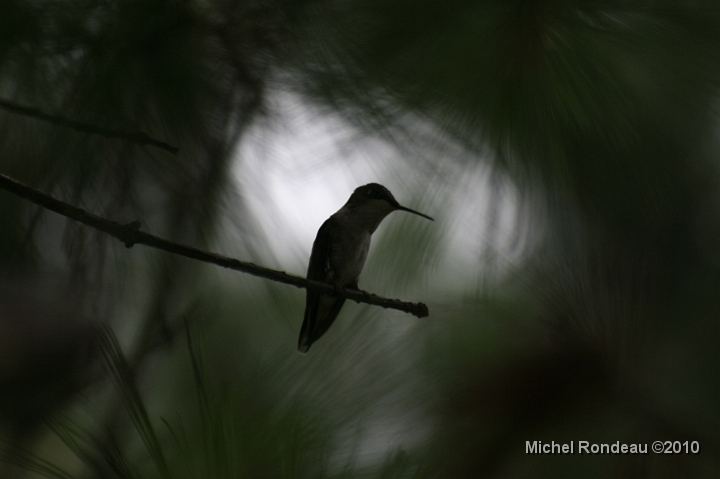 img_0237C.jpg - Silhouette